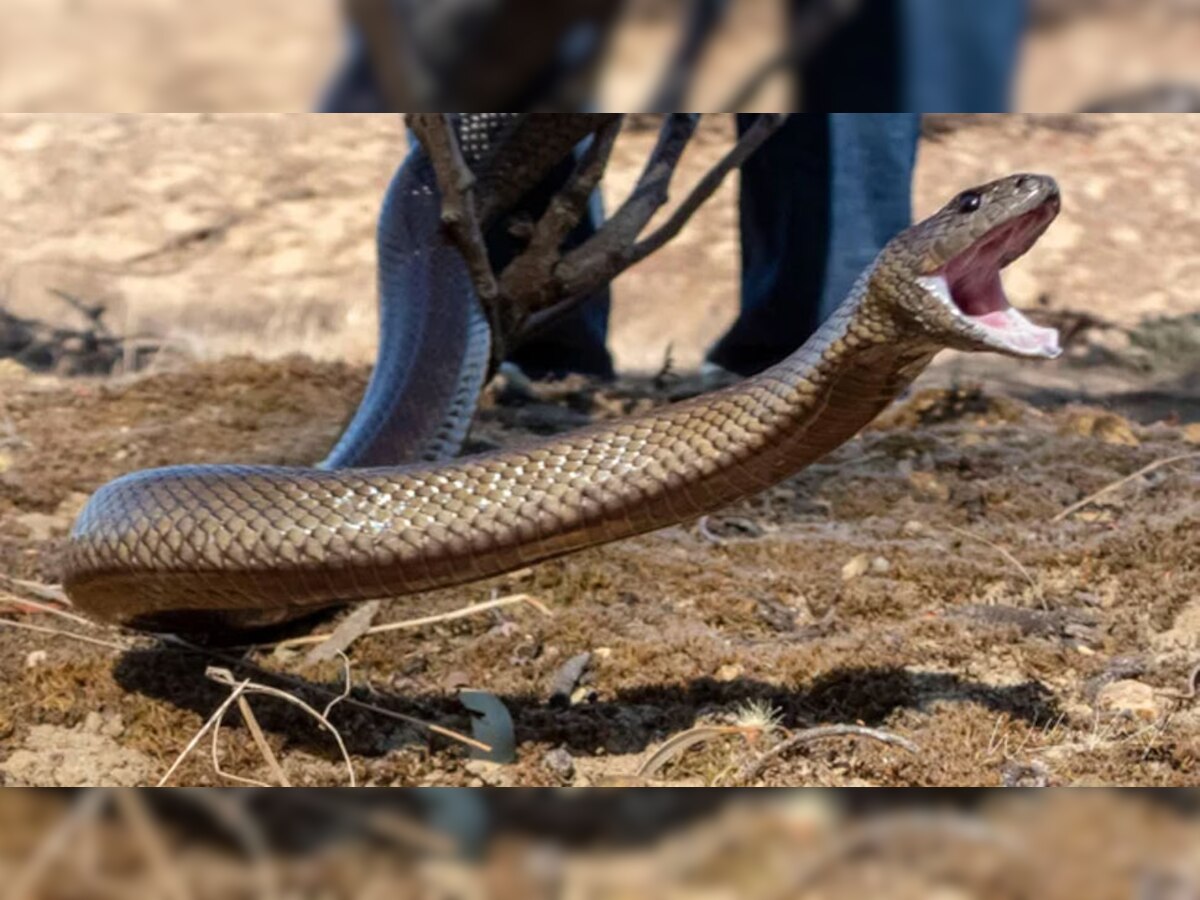 प्रतीकात्मक फोटो