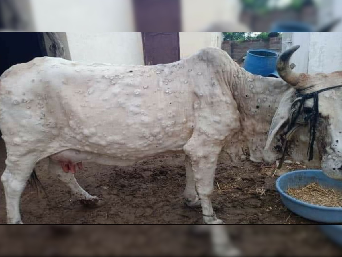 सूरसागर: गोवंशों में लंपी स्किन साबित हो रही घातक, उपचार में मदद करने आग आ रहे आमजन