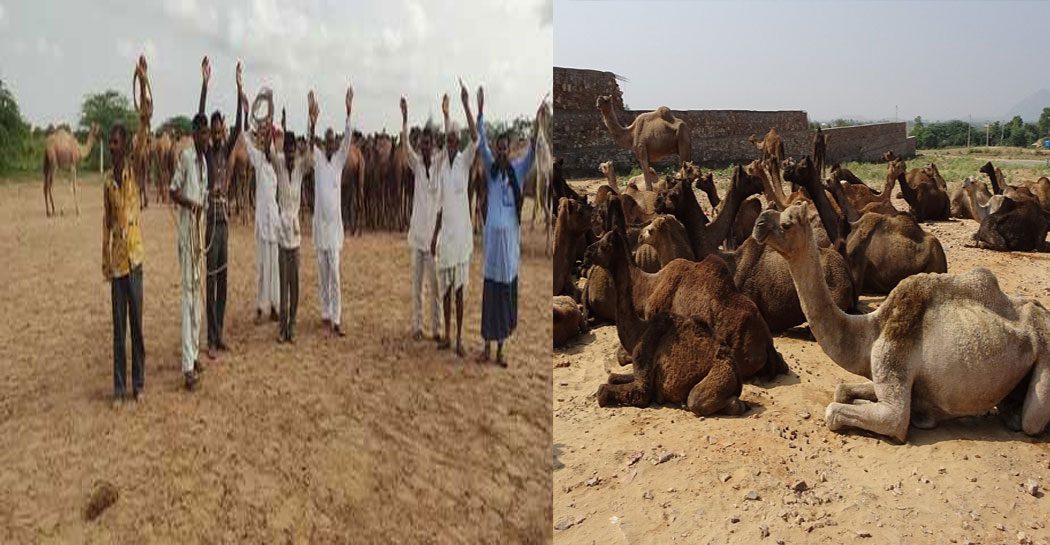 Sarra disease in camels after lumpy skin in cow dynasty, state animals are dying
