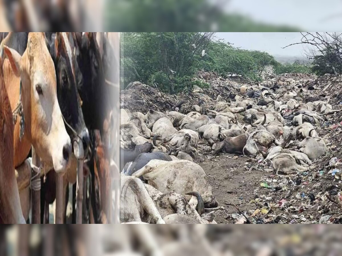 लंपी स्किन : गायों के बाड़े बन रहे मरघट, गाय पर वोट मांगने वाली BJP खामोश, सत्ता बेपरवाह