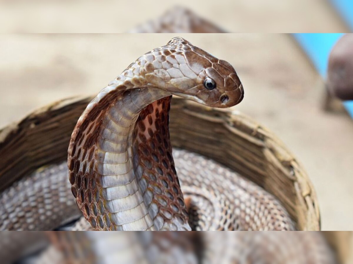 Snakebite: सांप के डसने से शख्स की मौत, अंतिम संस्कार में आए छोटे भाई ने भी सांप के काटने के बाद तोड़ा दम 