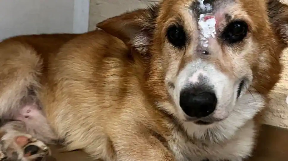 Dog Bullet Shot: The bullet shot on the dog's head, then a miracle; People said- how did this happen!