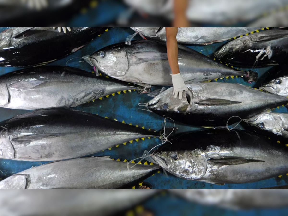 Seafood For Diabetes Patient Salmon Shellfish Tuna Tilapia Cod Trout