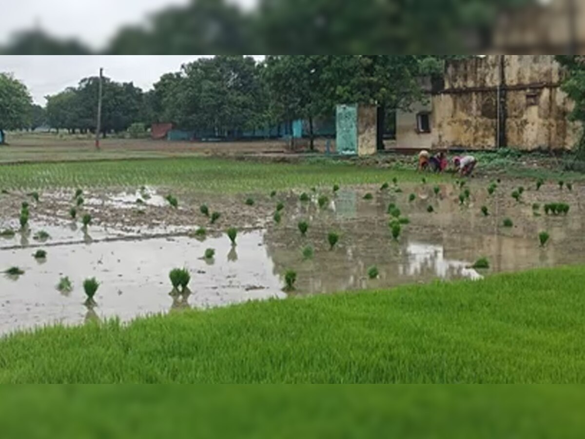 लूणी: भारी बारिश के चलते खेतों में नुकसान, किसानों के नुकसान के मुआवजे में नया मोड़