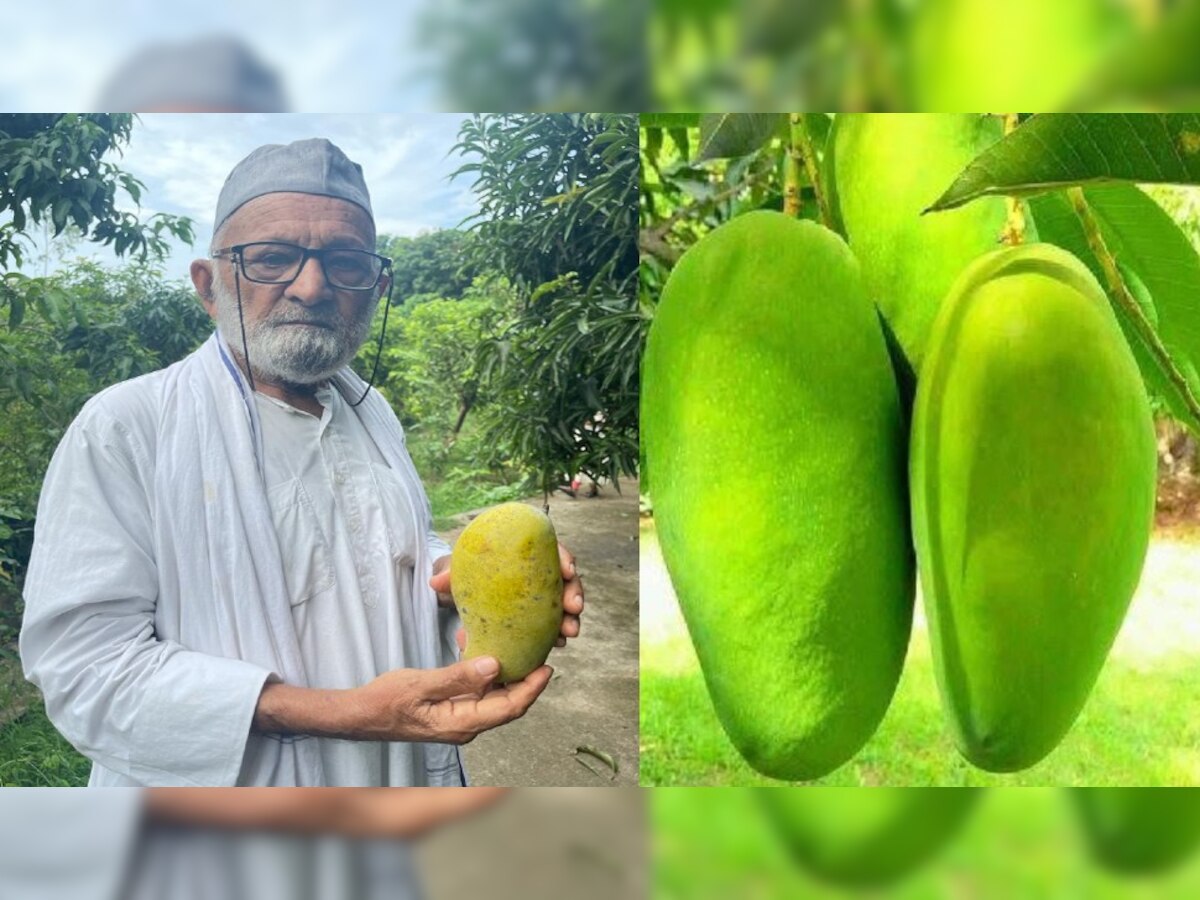 'ऐश्वर्या' के बाद अब बाजार में मिलेगा 'सुष्मिता सेन' आम, पद्मश्री कलीमुल्लाह खां ने तैयार की नई वैरायटी