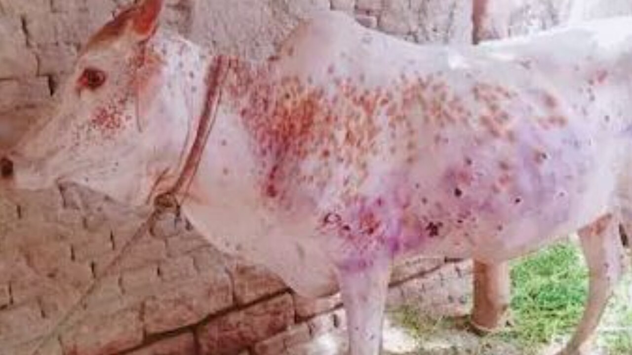 Lumpy Skin Disease: लंपी वायरस से हो रही गायों की मौत, जानिए संक्रमित पशुओं का दूध पीना कितना सुरक्षित?