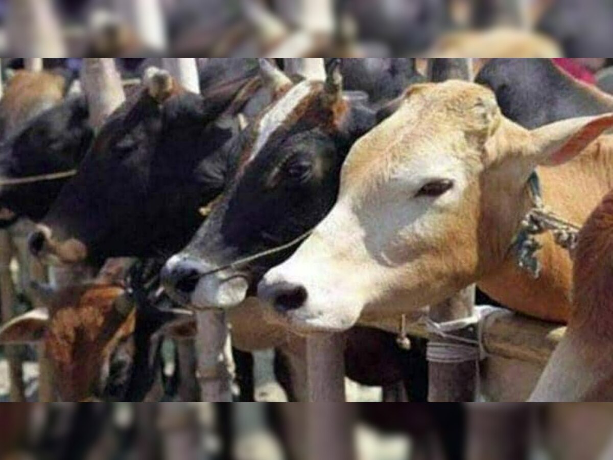 मंकीपॉक्‍स के बीच गाय में फैल रहा लंपीवायरस, क्‍या लोग पी सकते हैं दूध?