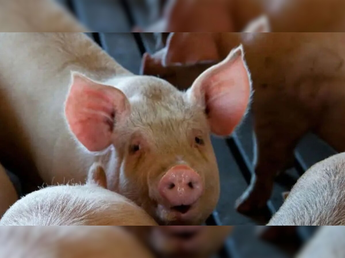 Dead pigs alive: मौत के कुछ घंटे बाद फिर से जिंदा हो गए सूअर, वैज्ञानिकों ने इस तकनीक से पाई सफलता