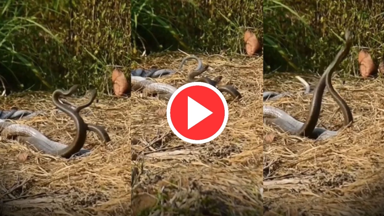 Snake Viral Video: नहीं देखा होगा नाग-नागिन का प्रेम, कैमरे में कैद हुआ अनोखा नजारा