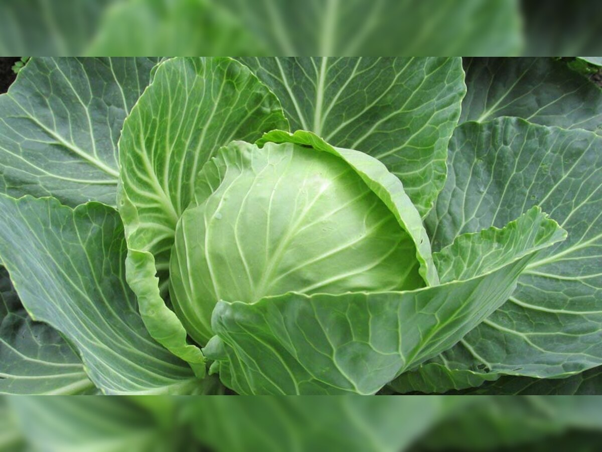 Fiber Rich Vegetables For Type 2 Diabetes Patient Carrot Broccoli