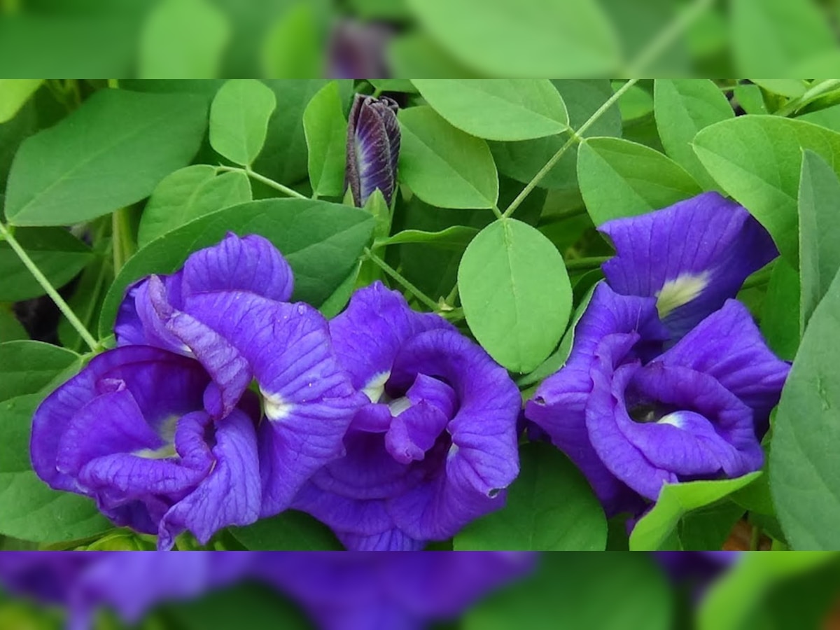 Aparajita Flower: गृह क्लेश या आर्थिक तंगी से परेशान हैं? घर ले आएं इस फूल का पौधा, फिर देखें बड़ा चमत्कार