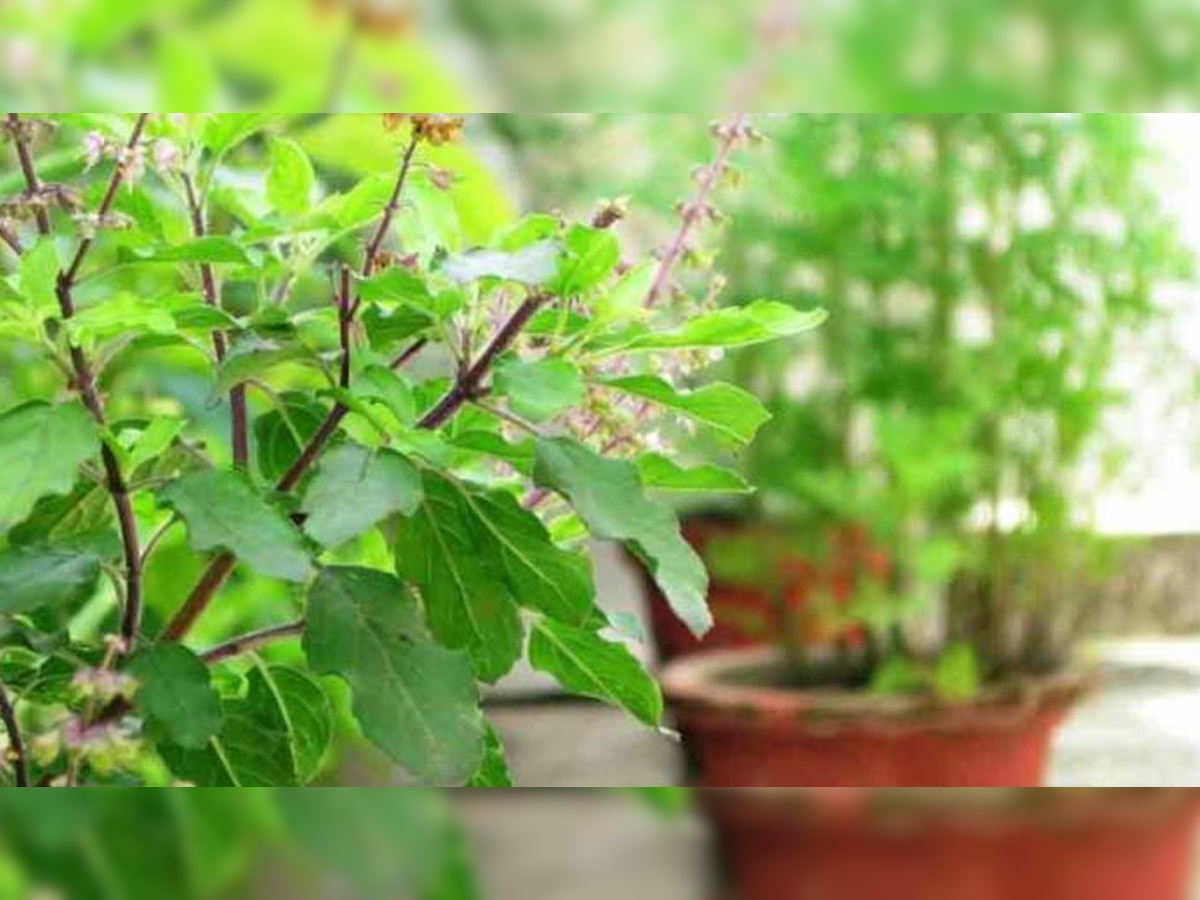 Tulsi Plant Rules: इन 5 जगहों पर भूलकर भी न लगाएं तुलसी का पौधा, उजड़ जाएगा आपका बनाया घरौंदा