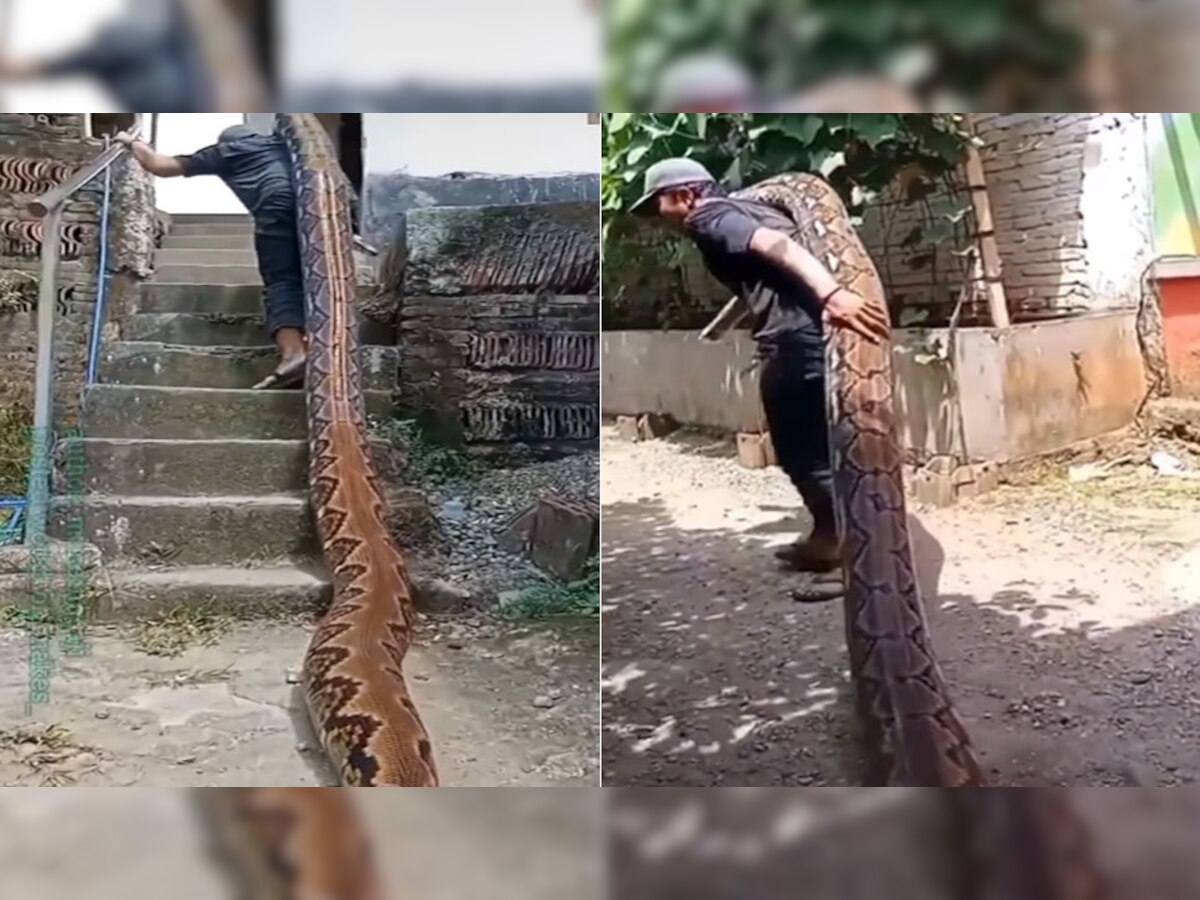 Snakes: शख्स ने कंधे पर ही उठा लिया इतना भयानक अजगर और फिर..., देखें वायरल वीडियो