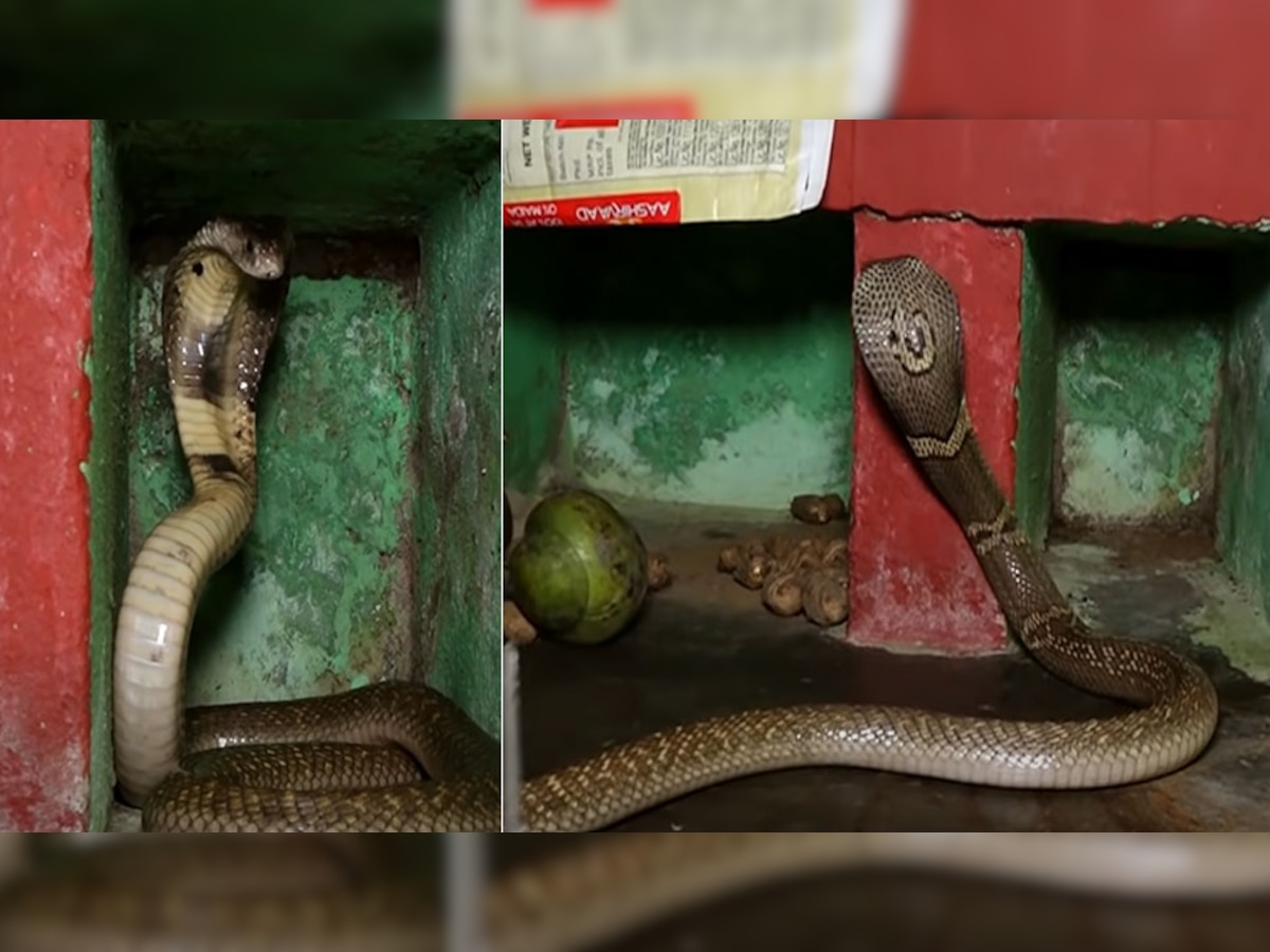 Snake in Kitchen: रसोई में घुसा जहरीला सांप, बर्तनों के बीच जाकर ऐसे मचाया आतंक