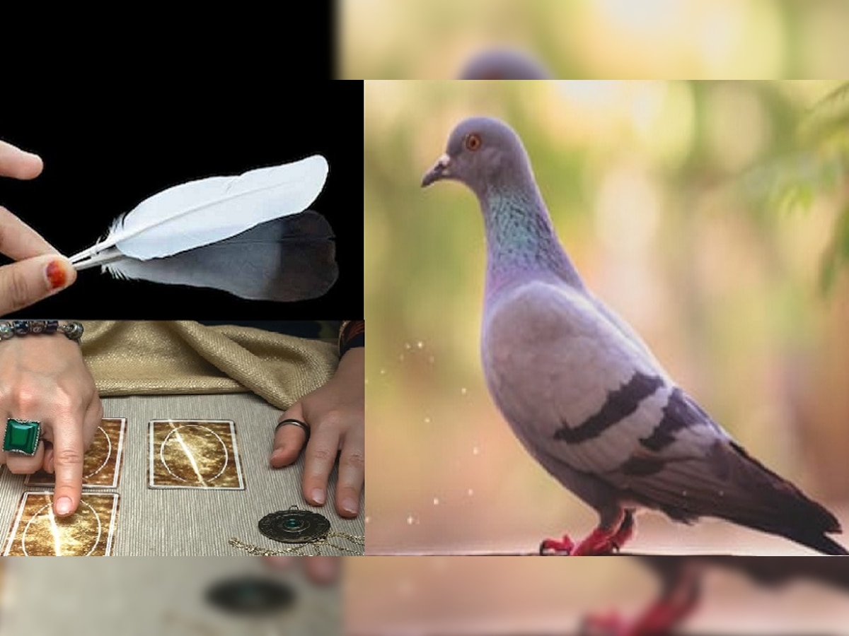 Pigeon Feather Totke: घर के इस कोने में चुपचाप रख दें कबूतर का पंख, इस टोटके से वश में होंगे दुश्मन, मिलेगा छप्पर फाड़ पैसा