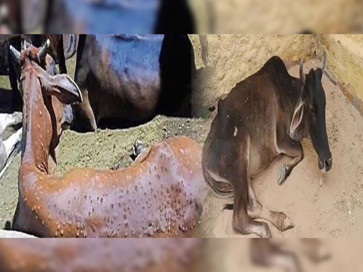 लाठी क्षेत्र में गायों में फैली लंपी बीमारी के हालात भयावह.