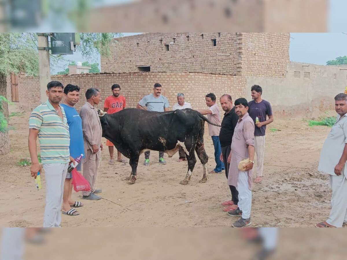 बेजुबान पशुओं का कर रहे इलाज