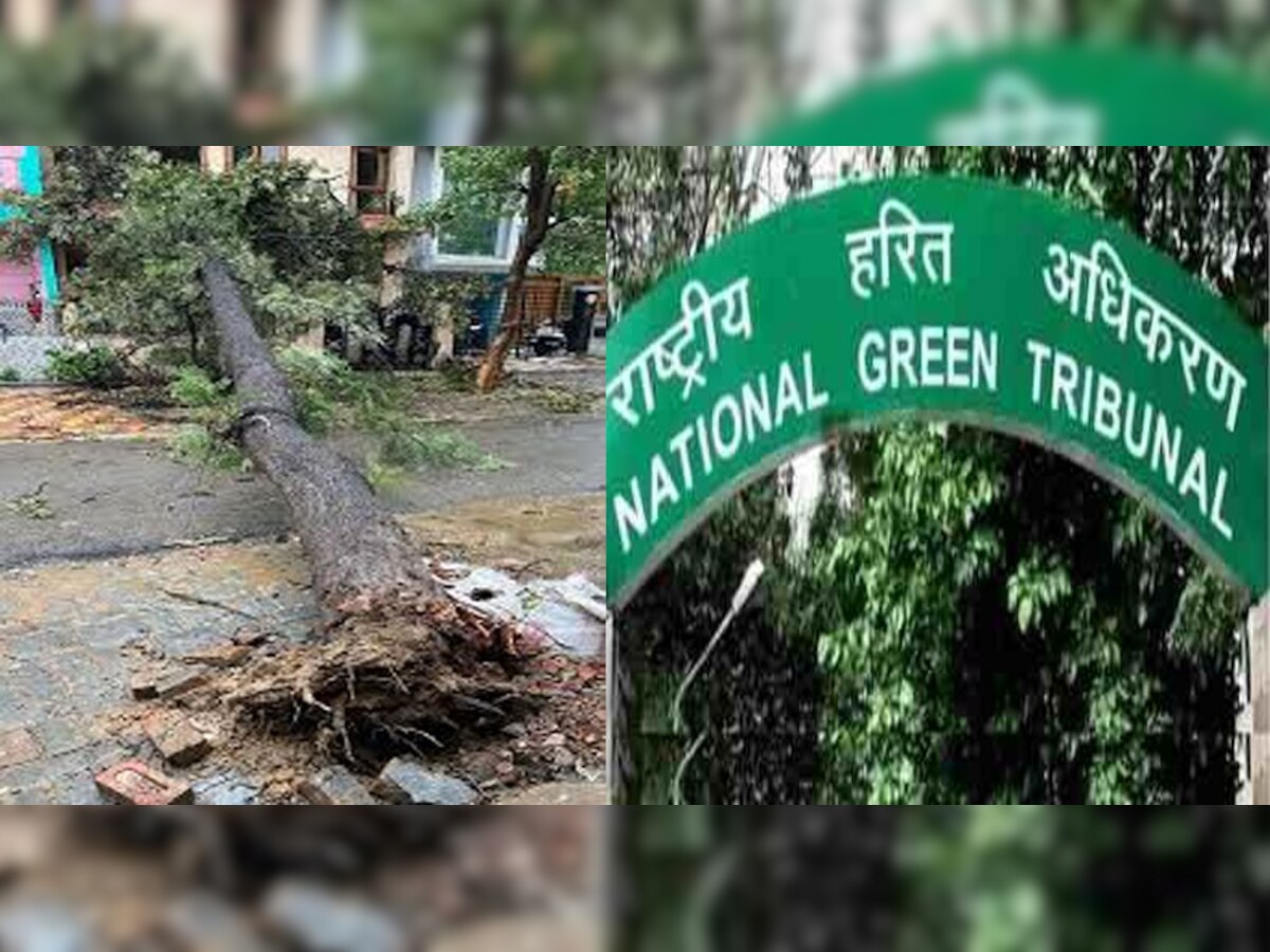 पेड़ों के आसपास की जमीन को सीमेंट से ढका तो होगी कार्रवाई - NGT