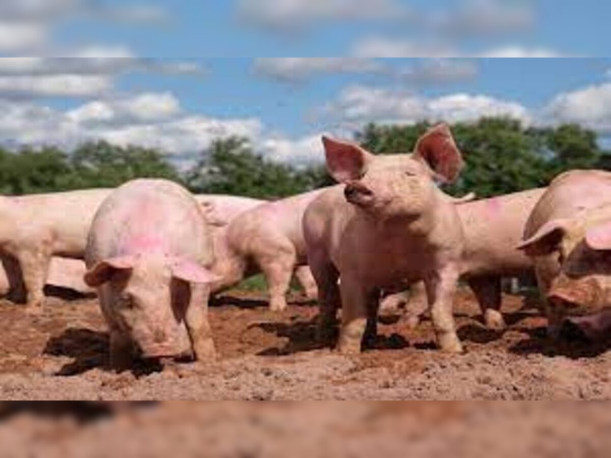 African Swine Fever: ଚାଲିଗଲାଣି ୯ ହଜାର ବଣୁଆ ଘୁଷୁରୀଙ୍କ ଜୀବନ   