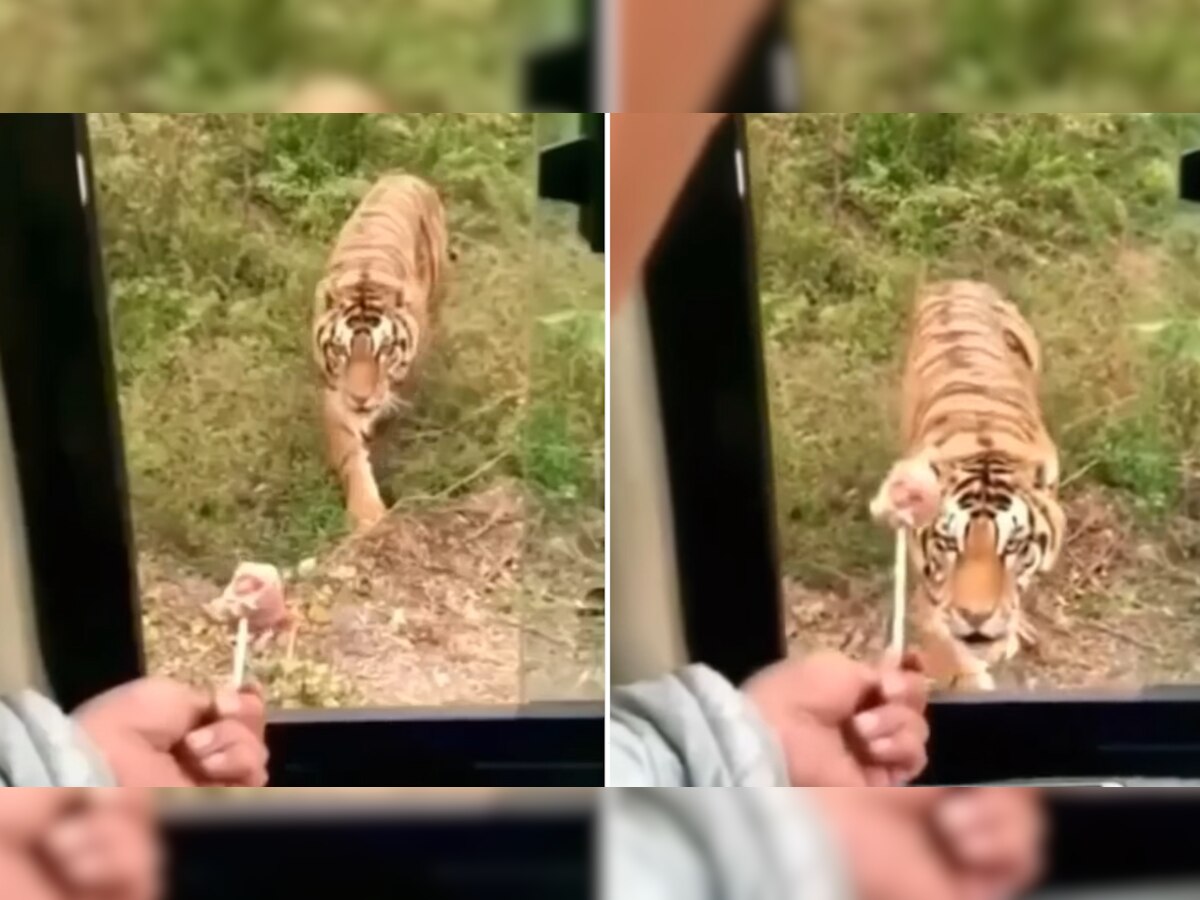 Tiger को देखकर शख्स ने किया ऐसा खिलवाड़, Video देखकर लोग बोले- मौत का डर नहीं है क्या?