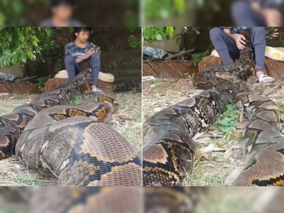 Python Video: OMG! खतरनाक अजगर का सिर सहलाती लड़की, वीडियो देख थर-थर कांपेंगे