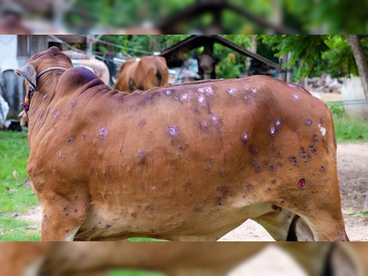 लंपी वायरस का खतरा! गुजरात-राजस्थान के बॉर्डर पर पशुओं के आवागमन पर लगी रोक