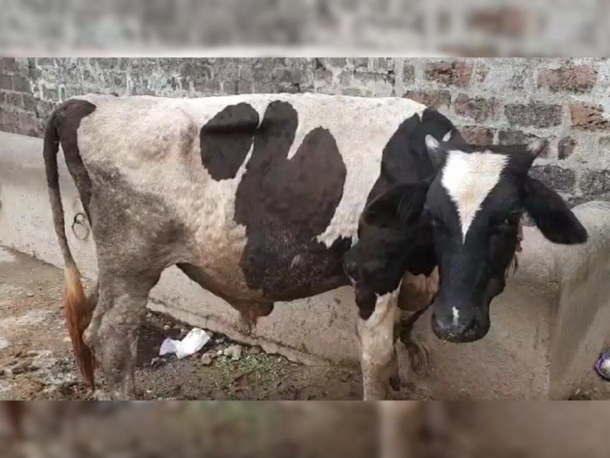हरियाणा की गायों में फैली ये भयंकर बीमारी, प्रदेश से बाहर ले जाने पर पाबंदी