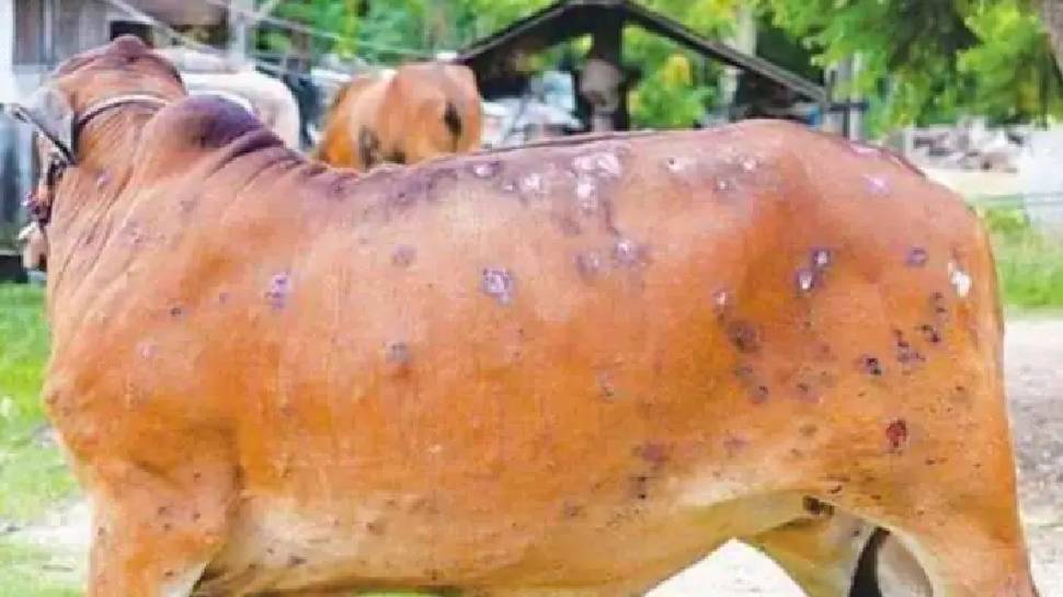 More than 400 animals lumpy skin in Ludhiana came into the Champase of Disease, more than 5,000 livestock sick