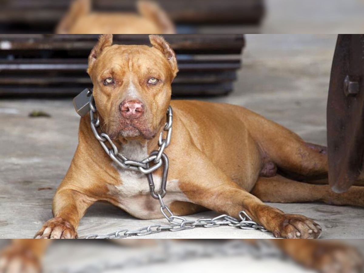 Dog ban up Lucknow Pitbull Attack American Pitbull Rottweiler ...