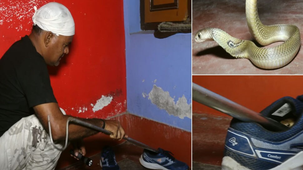 Cobra: Long snake was hiding in shoes, boy's left such life, will not be sure
