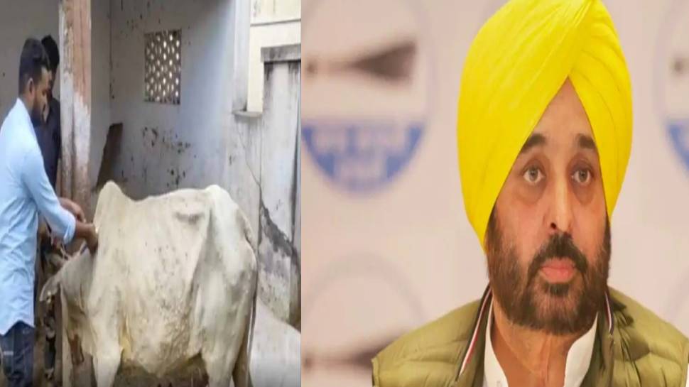 Lumpy Skin Disease ਐਕਸ਼ਨ ‘ਚ ਪੰਜਾਬ ਸਰਕਾਰ, ਸੀ. ਐਮ. ਨੇ ਖੁਦ ਜਾਰੀ ਕੀਤੀ ਅਡਵਾਈਜ਼ਰੀ