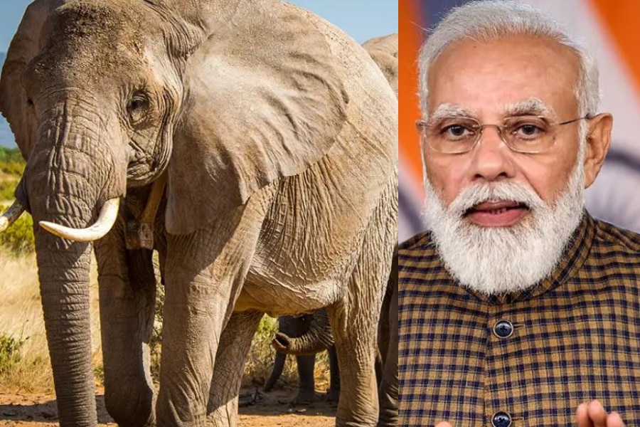 देश में बढ़ी हाथियों की संख्या, पीएम मोदी खुश