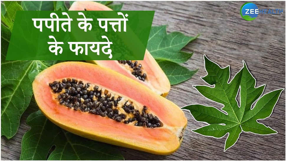 health benefits of papaya leaf know how to consume papaya leaf samp