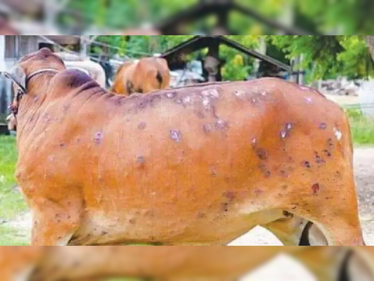 Lumpy Skin Disease- ਇਕੋ ਜ਼ਿਲ੍ਹੇ 'ਚ 123 ਪਸ਼ੂਆਂ ਦੀ ਹੋਈ ਮੌਤ