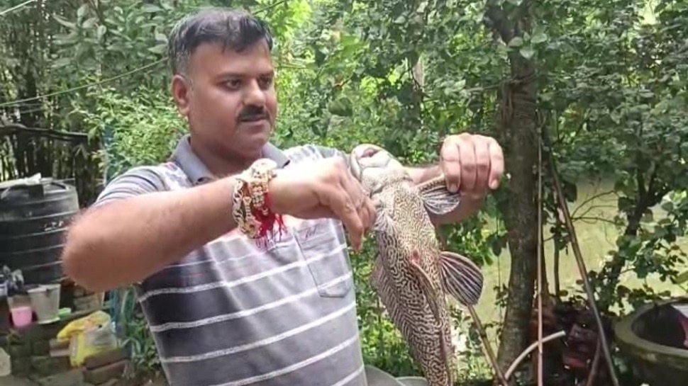 balasore pond catfish rare catfish found from pond in balasore