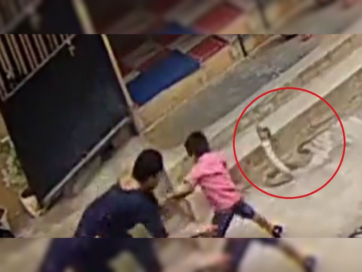 Cobra: बच्चे के सामने फन फैलाए खड़ा हो गया कोबरा और फिर.., दिल की धड़कनें बढ़ाने वाला VIDEO