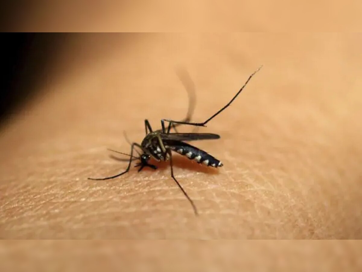 Dengue Fever: बारिश के मौसम में आप भी ना आ जाएं डेंगू की चपेट में, इन बातों का जरूर रखें ध्‍यान 