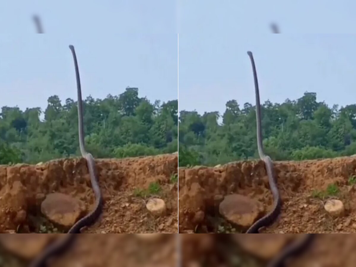 Snake Attack: वीडियो में कैद हुआ सांप ऐसे होने लगा खड़ा और फिर..., देखें वायरल Video