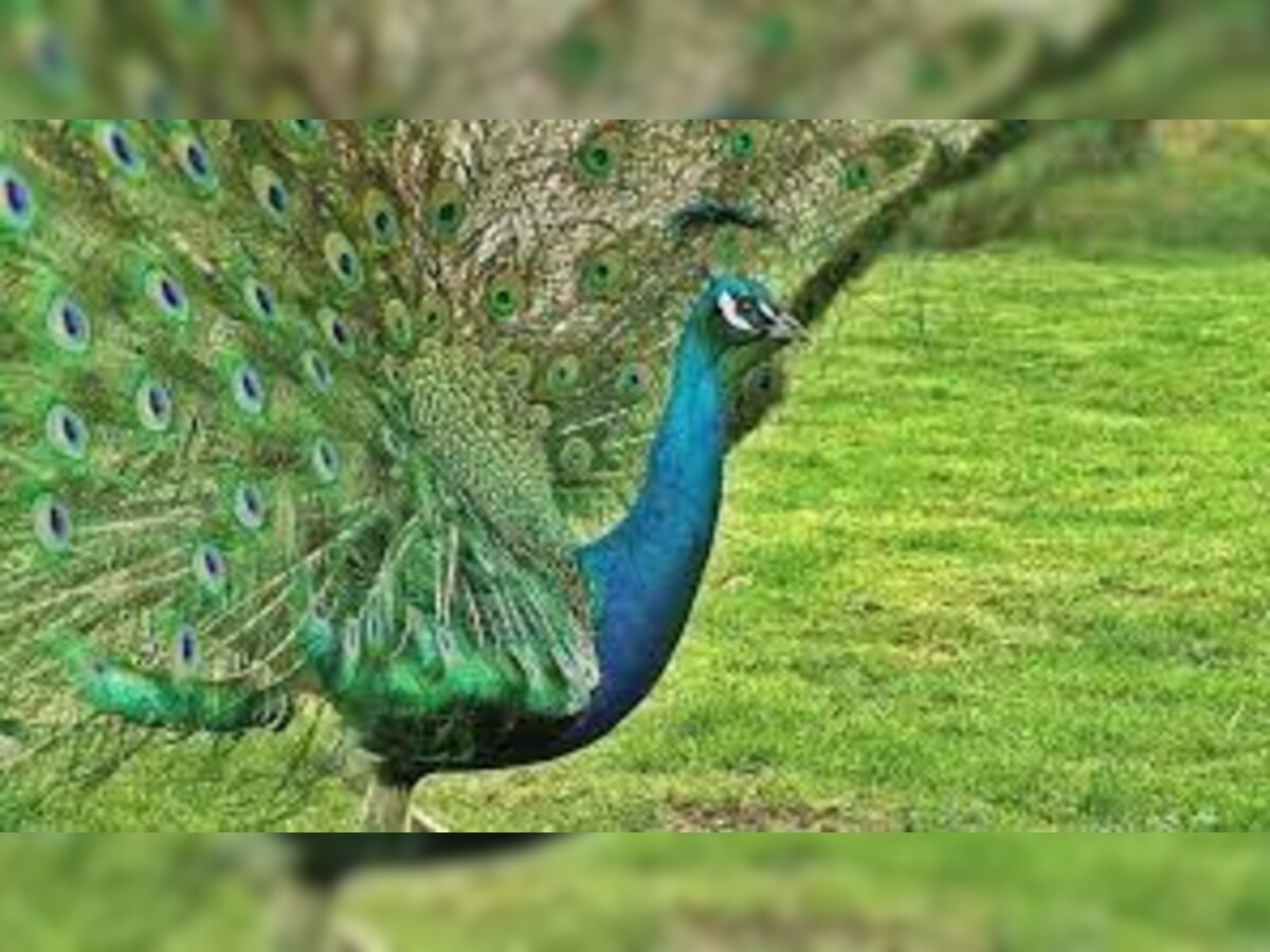 Peacock Dream: सपने में अगर मोर दिखे तो समझ लीजिए बनने वाले हैं धनवान