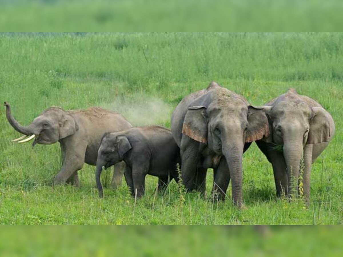 Elephant in India: ଦେଶରେ ବଢିଛି ଜାତୀୟ ଐତିହ୍ୟ ସଂଖ୍ୟା 
