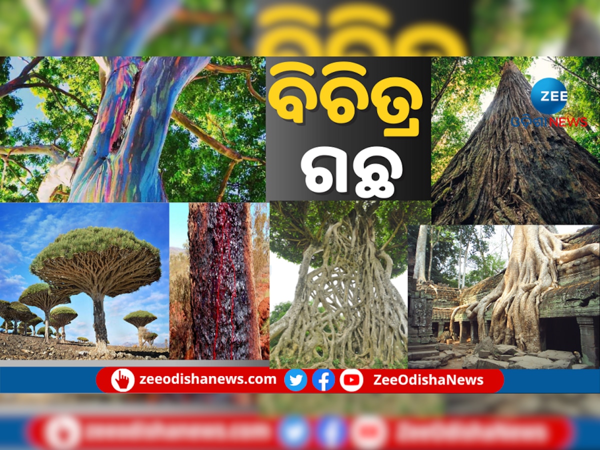 ଜାଣନ୍ତୁ ଏମିତି ୫ ବୃକ୍ଷ ବିଷୟରେ ଯାହା ନା କେବେ ଶୁଣିଥିବେ ନା ଜାଣିଥିବେ...