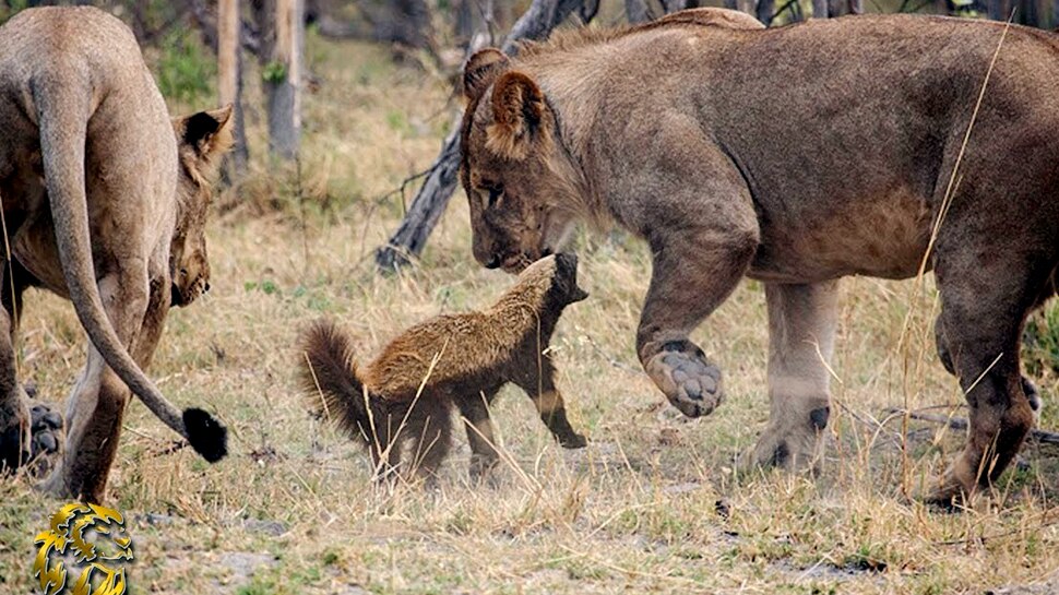 Top 121 + Honey badger animal in hindi