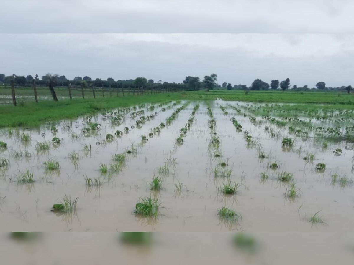 MP के किसानों के लिए खुशखबरी! बारिश से हुए नुकसान की भरपाई करेगी शिवराज सरकार