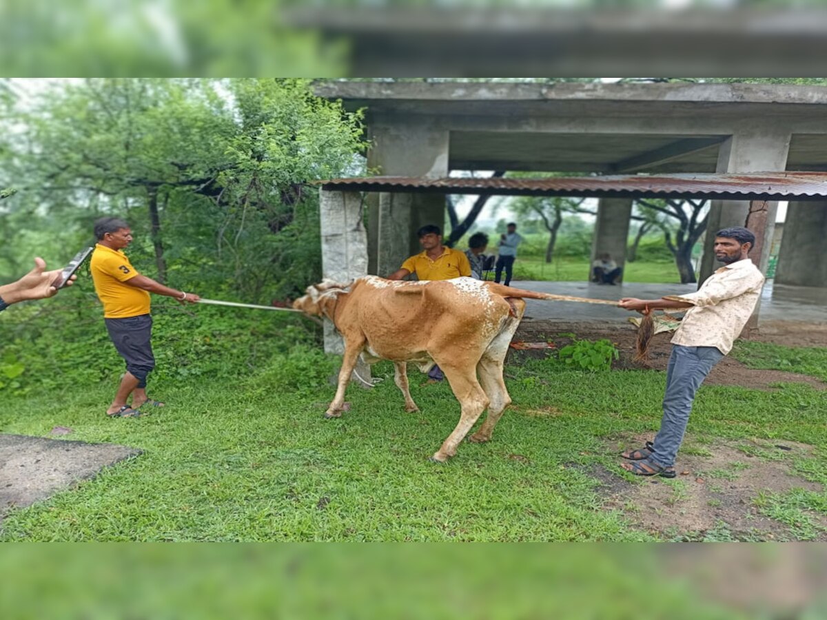 लंपी वायरस से ग्रसित गाय का उपचार करते पशुपालक