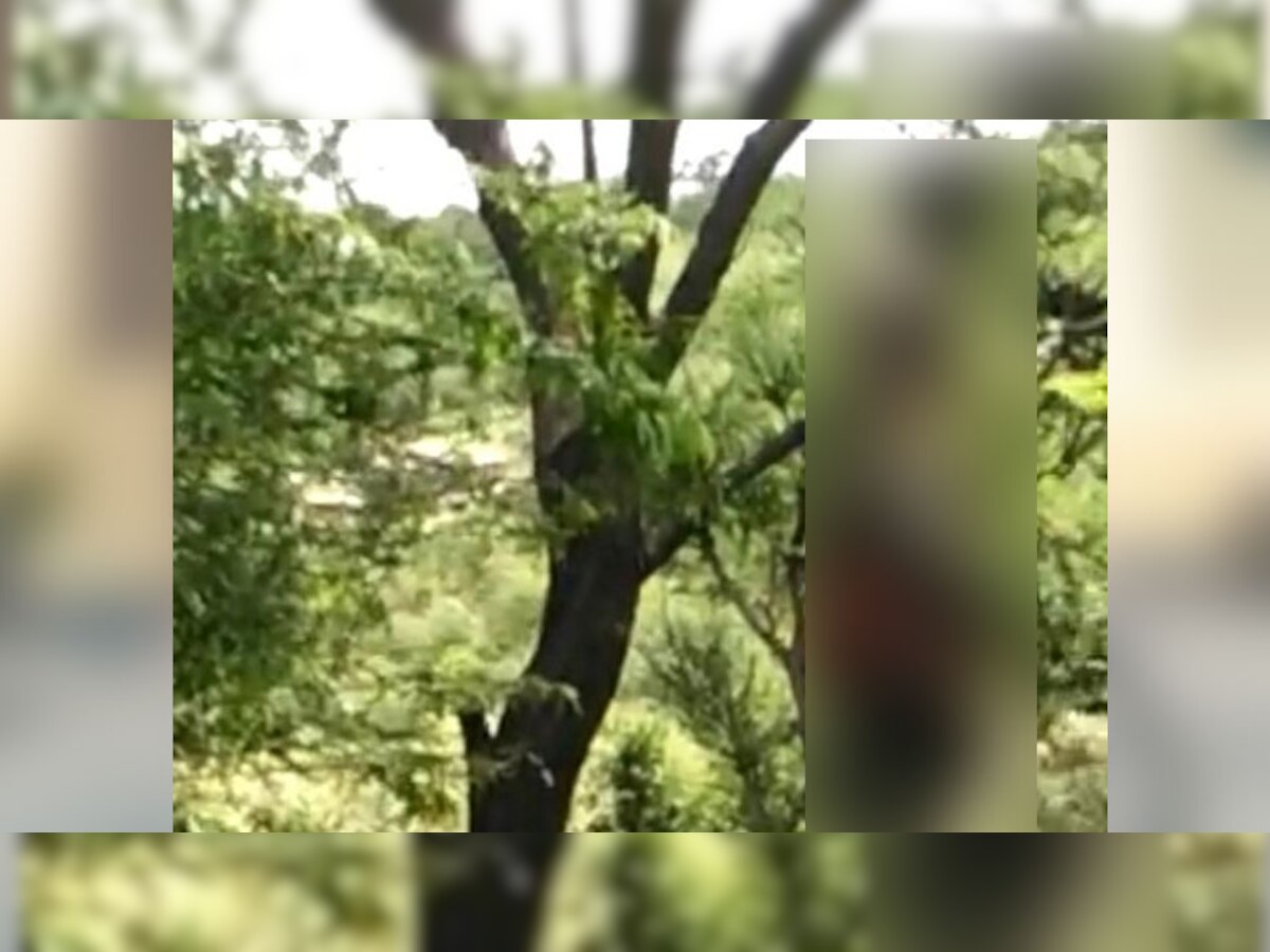 नीमकाथाना: पेड़ पर फंदे से लटके व्यक्ति का शव मिलने का मामला, पुलिस ने की शिनाख्त