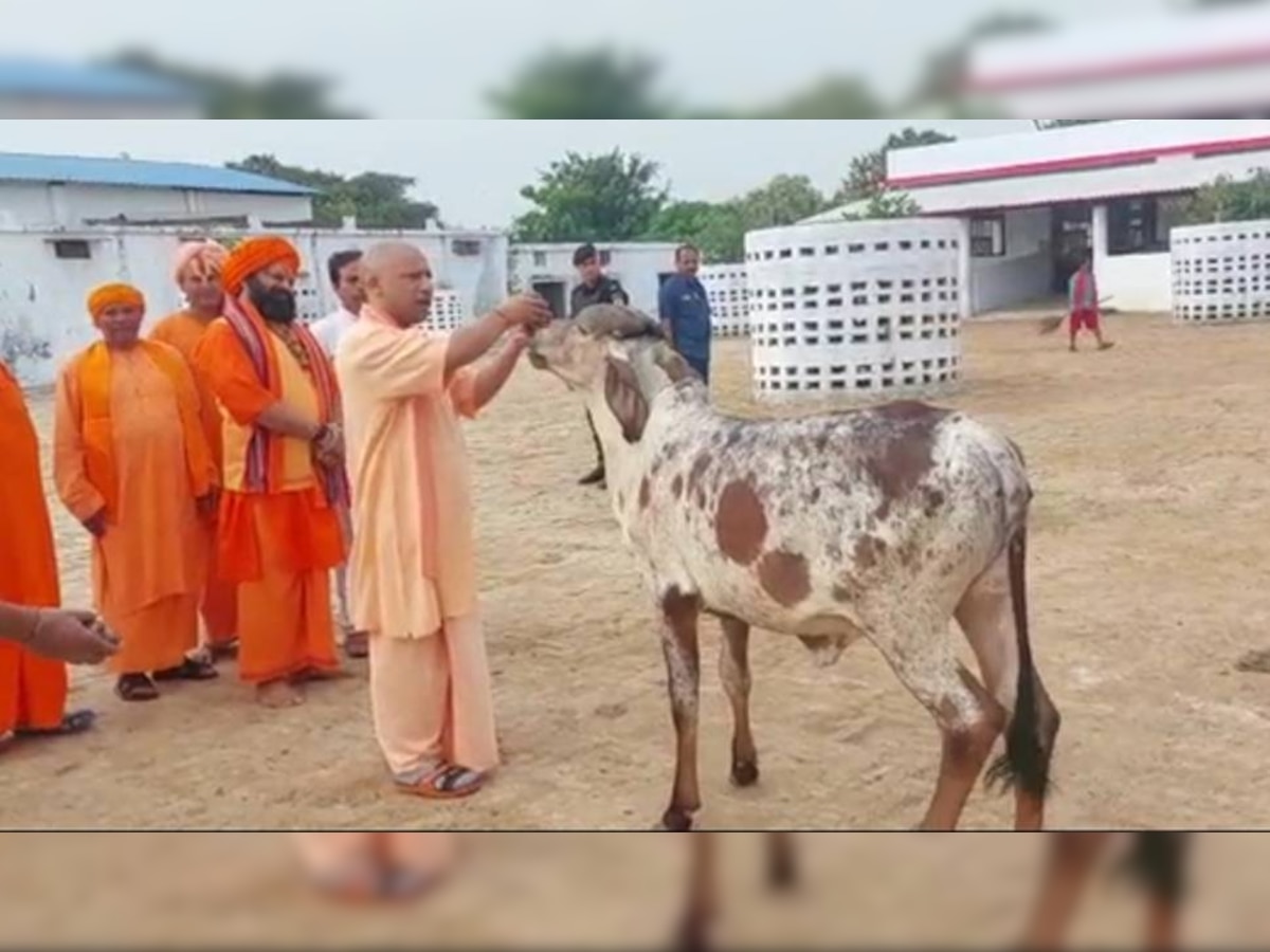 गोरखनाथ मंदिर में फिर दिखा सीएम योगी का गोवंश प्रेम, मुख्यमंत्री की एक आवाज पर झूमते चले आए गाय-बछड़े