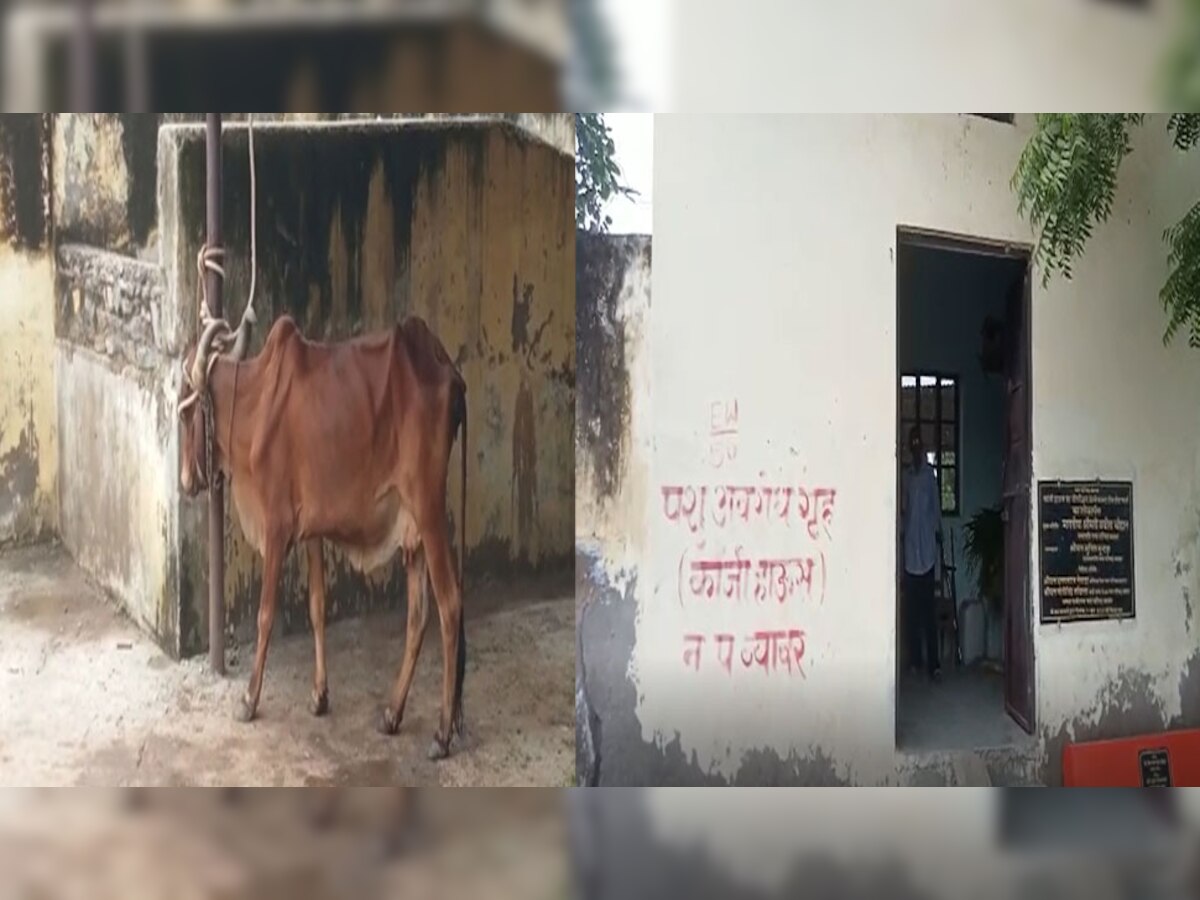 ब्यावर में लंपी संक्रमण के रोकथाम के लिए कंट्रोल रूम शुरू, कांजी हाउस को बनाया आइसोलेशन सेंटर