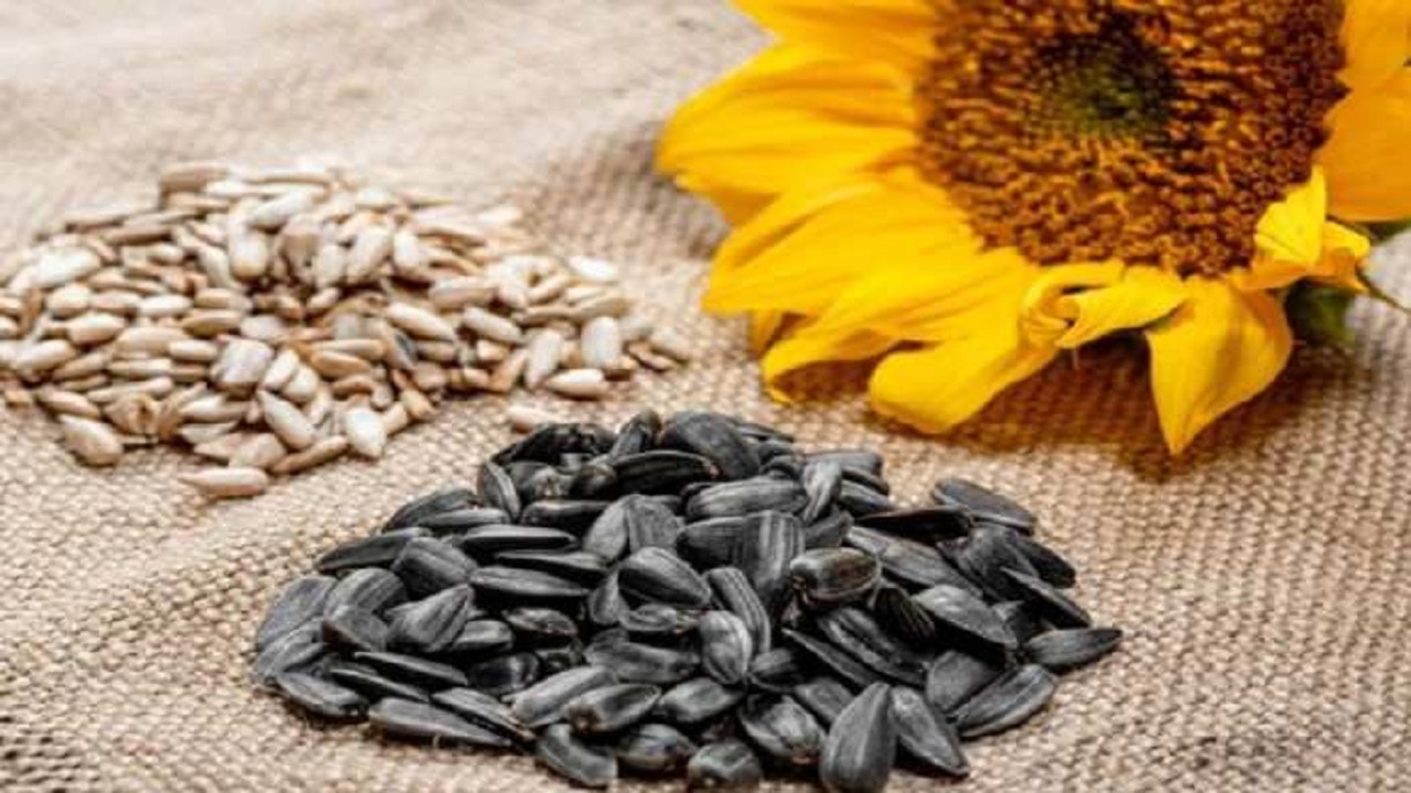 health tips Sunflower seeds are beneficial for reducing bad cholesterol