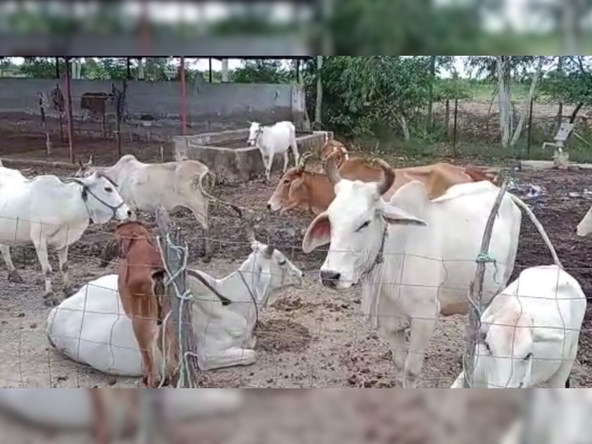 अंता: गोवंशों में लंपी स्किन से बचाव के प्रयास जारी, गुजरात डॉक्टर्स की टीम कर रही टीकाकरण