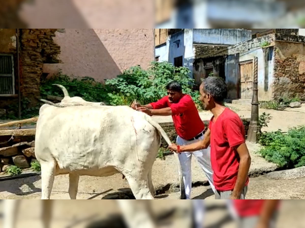 खेतड़ी में बढ़ रहा लंपी स्किन डिजीज का खतरा, मैदान में उतरे पशुपालन विभाग के कर्मचारी